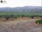 Lithines Kreta Ausgezeichneter Olivenhain in Lithines zu verkaufen Grundstück kaufen